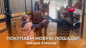 ПОЕЗДКА В МОСКВУ ЗА НОВОЙ ЛОШАДЬЮ