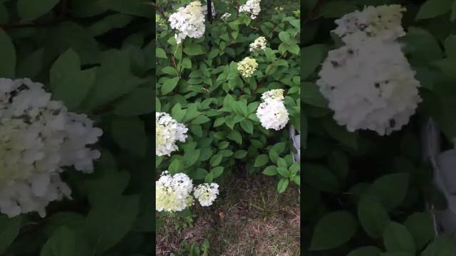 Strawberry sundae hydrangea in Midsummer in zone 5b, 2 years old. смотреть онлайн