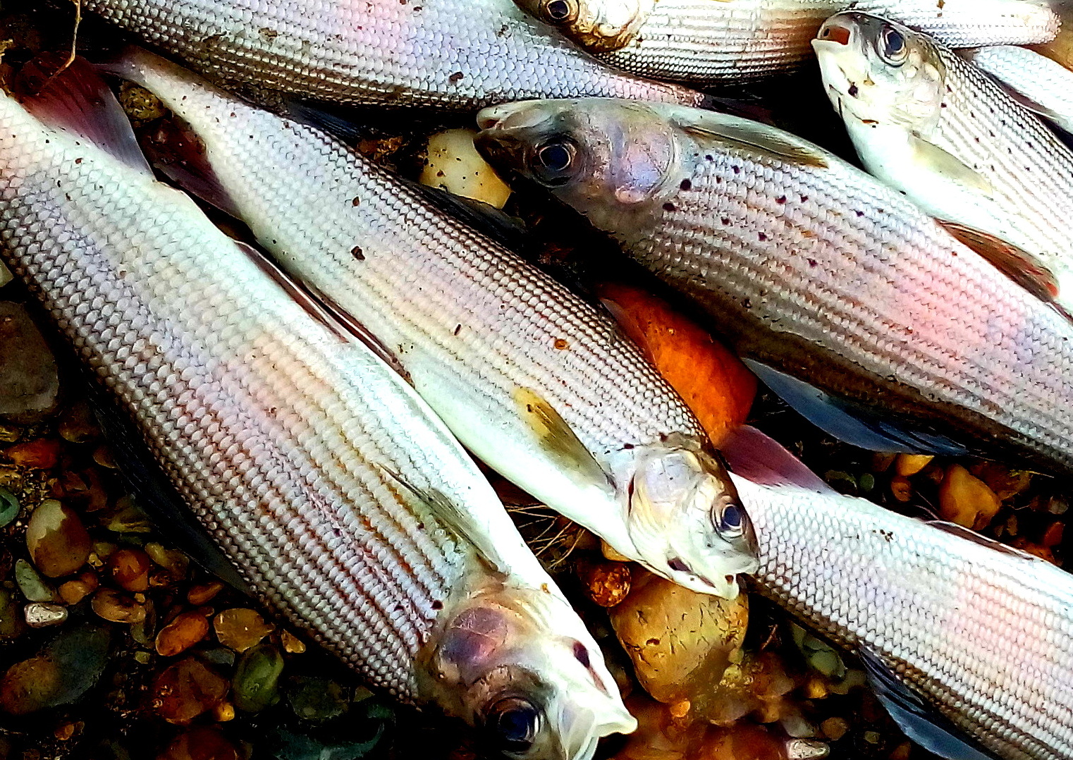 НА ЧТО !? ЛОВИТЬ ХАРИУСА ПОЗДНЕЙ ОСЕНЬЮ ! Ловля крупного хариуса на удочку . смотреть онлайн