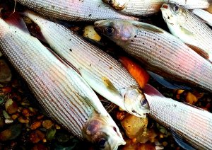 НА ЧТО !? ЛОВИТЬ ХАРИУСА ПОЗДНЕЙ ОСЕНЬЮ ! Ловля крупного хариуса на удочку .