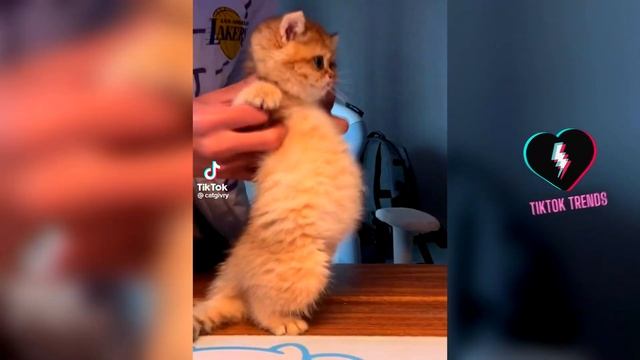 Смешные коты TikTok: Веселая нарезка для хорошего настроения (часть 1 | июнь 2023 года) ?? смотреть онлайн