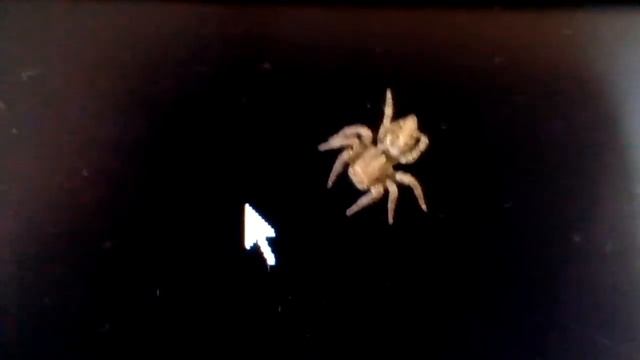 Araignée traquant le curseur de souris - Spider tracking mouse cursor смотреть онлайн