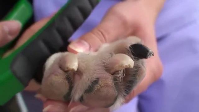 How To Use Dog Nail Clippers смотреть онлайн