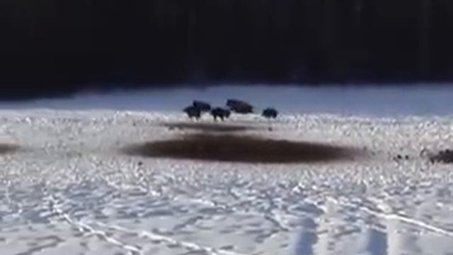 Фотоохота зимой.f4v