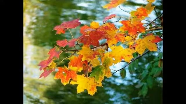 Засохший осенний лист смотреть онлайн