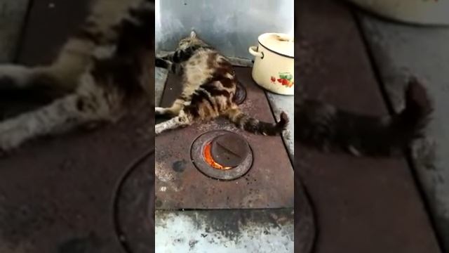 Суровый Челябинский кот смотреть онлайн