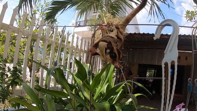 The flying squirrel playing in the mutant orchids смотреть онлайн