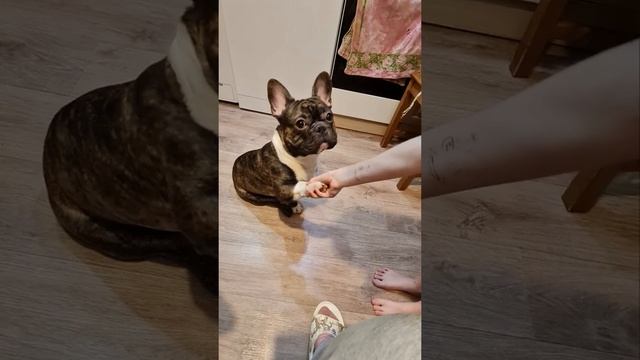 Французский бульдог Фред смотреть онлайн