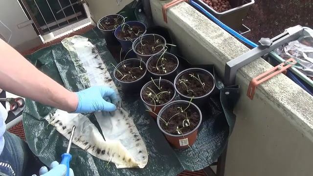 Супер Способ Посадки Цветов на БАЛКОНЕ! Портулак, Газания,(Африканская ромашка) смотреть онлайн