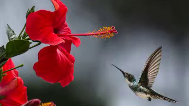 Sounds of nature and relaxing music | Звуки природы и расслабляющая музыка смотреть онлайн