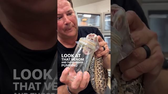 # Gaboon viper| venom extraction ? смотреть онлайн