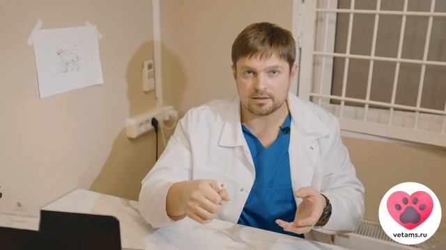 Почему нельзя лечить переломы у собак и кошек гипсом смотреть онлайн