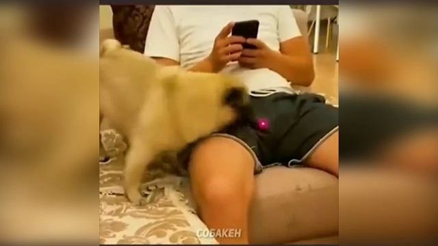 Приколы с собаками