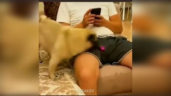 Приколы с собаками