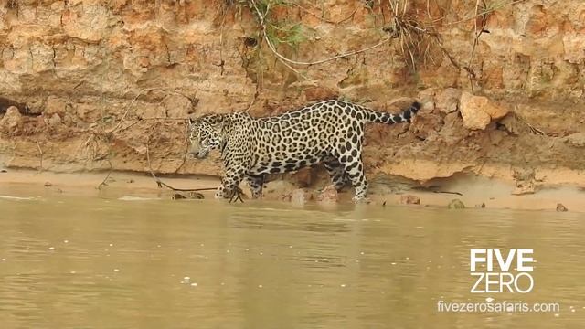 Jaguar vs Anaconda in Brazil смотреть онлайн