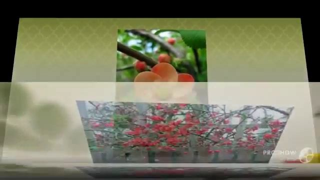 Chaenomeles - garden plants смотреть онлайн