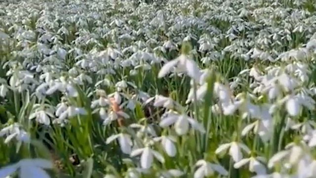 Первые ЦВЕТЫ .Песенка для мамы. смотреть онлайн