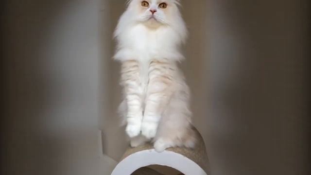 Кошечка с бантиком. смотреть онлайн