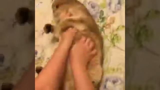 Котейке делают массаж смотреть онлайн