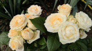 Коллекция разновидностей роз на даче