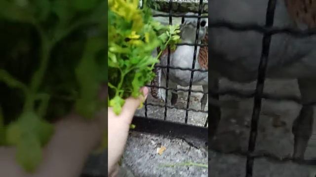 Зоопарк Сказка. Ялта. дрофа ест петрушку смотреть онлайн