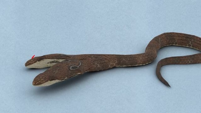 Что Будет, Если Кормить Только Одну Голову У Двухголовой Змеи? смотреть онлайн