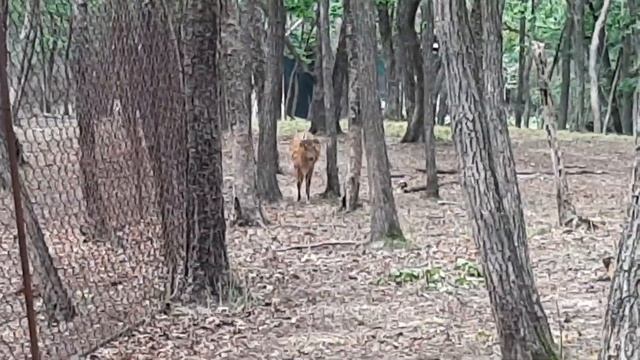 Владивосток. Приморский сафари парк. смотреть онлайн