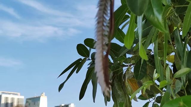 #Tabebuia rose Табебуйя розовая . Reem Island Abu Dhabi. смотреть онлайн