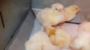 Глюкоза и рассасывание желточного мешка цыплят. Есть ли связь?