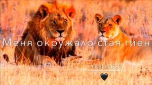 Я царь зверей Я лев и я Очень упрямый🦁🦁🦁