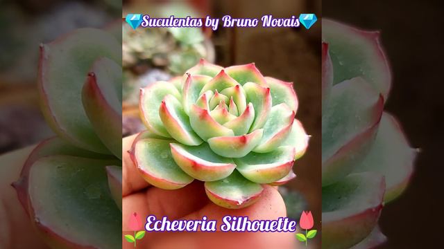 🌸Echeveria Silhouette🌸