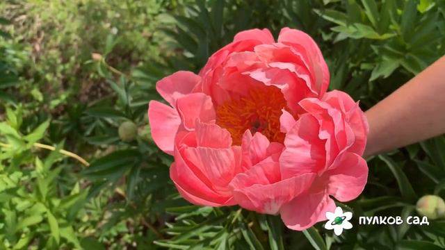 Coral Charm пион смотреть онлайн