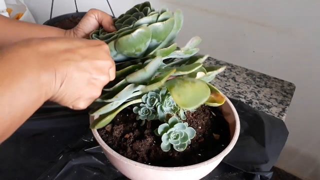 # Suculenta#ECHEVERIA GLAUCA #Como decapitar e cutivar echeveria glauca. смотреть онлайн