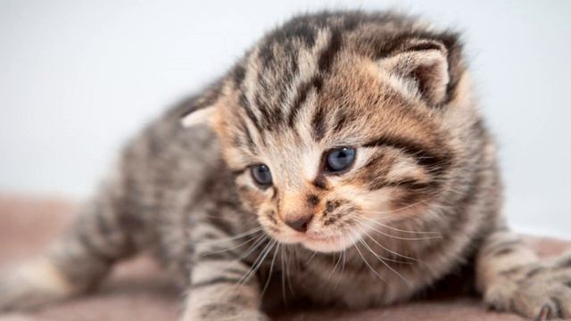 Девушка нашла замерзающего котёнка в подвале. Заключение ветеринара оказалось приятным сюрпризом смотреть онлайн