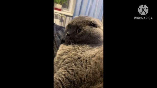 Первое видео Лео или нужно переключить передачу. смотреть онлайн