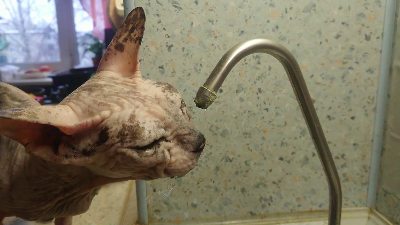 Шушик пьёт смотреть онлайн