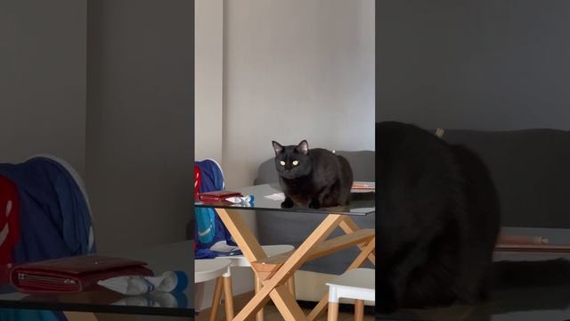 Шалун кот, животные