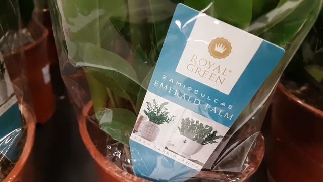 Калатея, ховея, филодендрон, замиокулькас, хедера(плющ), монстера. смотреть онлайн