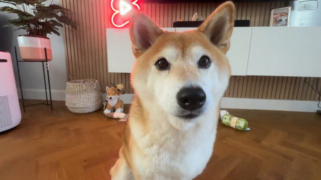 So Cute I'm Angry: Why we cant handle Cuteness Overload смотреть онлайн