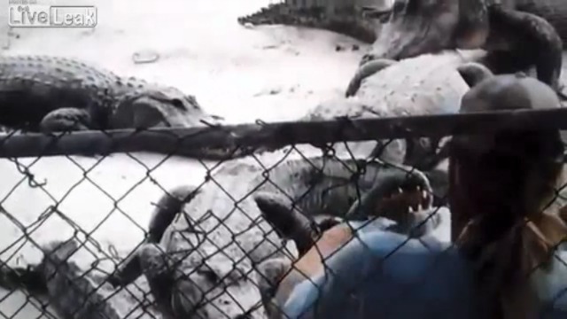 С аллигатором играть опасно смотреть онлайн