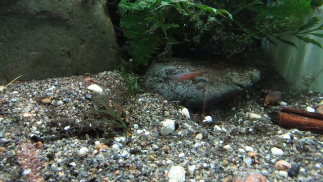 Three African Wonders | Aphyosemion Killifish смотреть онлайн