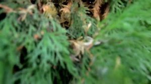 Осенняя или весенняя обработка туй. Чешем туи!