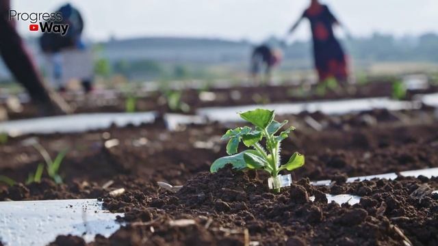 1 Ложка Осенью Заменит 1000 Удобрений! Осенью Сыпать Под Все! Эта Урожайная Подкормка Входит Истори смотреть онлайн