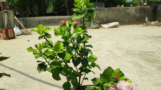 নীল জবা রুফ গার্ডেনে। BLUE HIBISCUS ON MY ROOF GAREN. смотреть онлайн