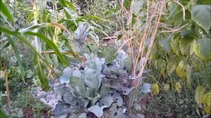 Экзотические растения в нашем огороде.