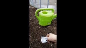 Посадка листового сельдерея в теплицу