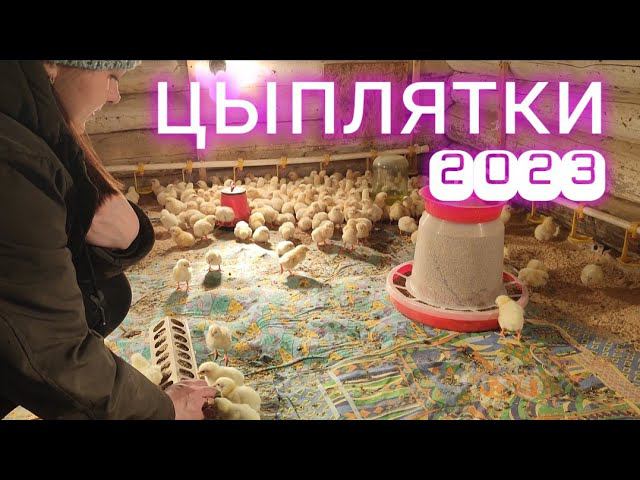 Наши первые цыплятки, в этом году смотреть онлайн