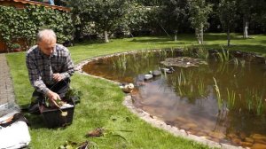 Пруд на приусадебном участке  Сажаем лилию