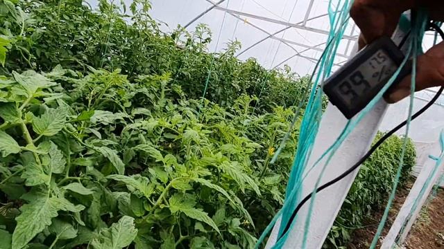 Продолжаем строить дом. Фитофтороз томатов. Не найти лес. смотреть онлайн