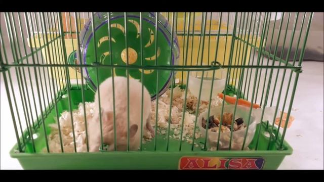 САМАЯ УЖАСНАЯ КЛЕТКА ДЛЯ ХОМЯКА! смотреть онлайн